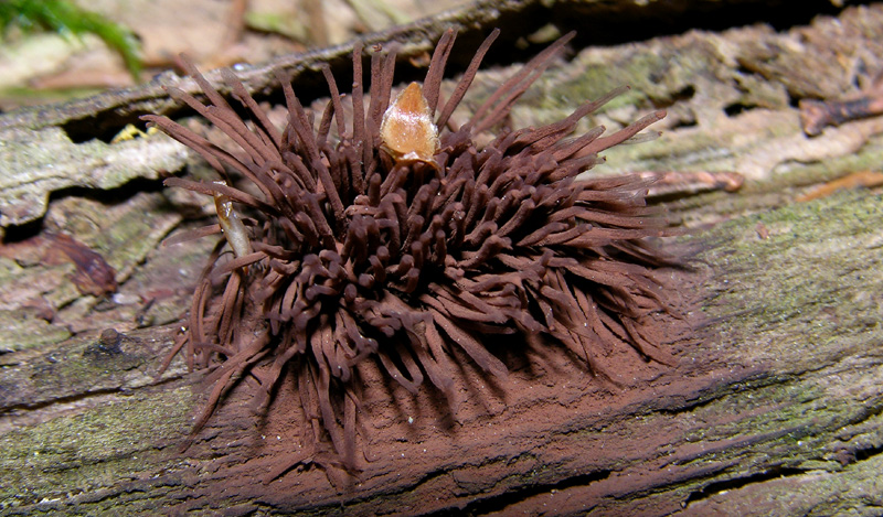 Stemonitis sp.